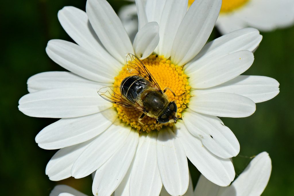 Bees And Kids Activities : Children Helping These Pollinators- Fun Day Out