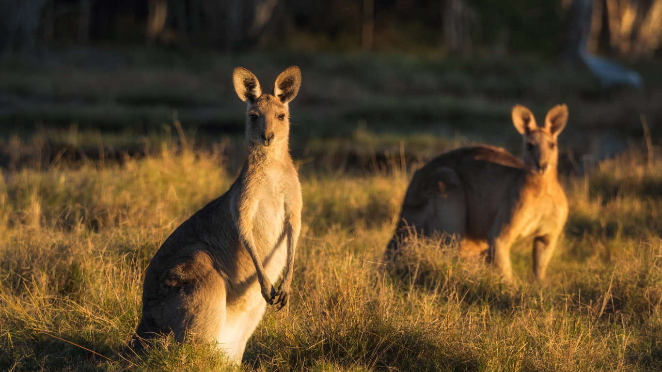 wildlife adventures Australia